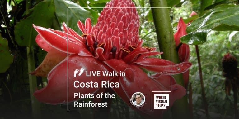 Live Walk in Costa Rica - Plants of the Rainforest