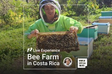 Live Experience - Bee Farm in Costa Rica