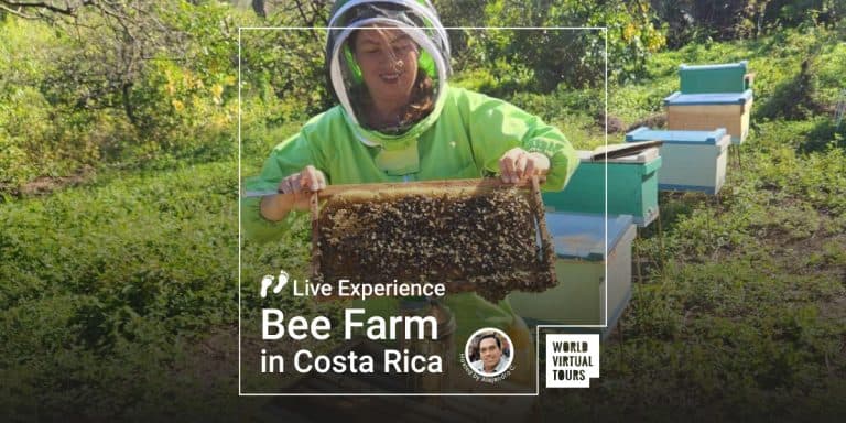 Live Experience - Bee Farm in Costa Rica