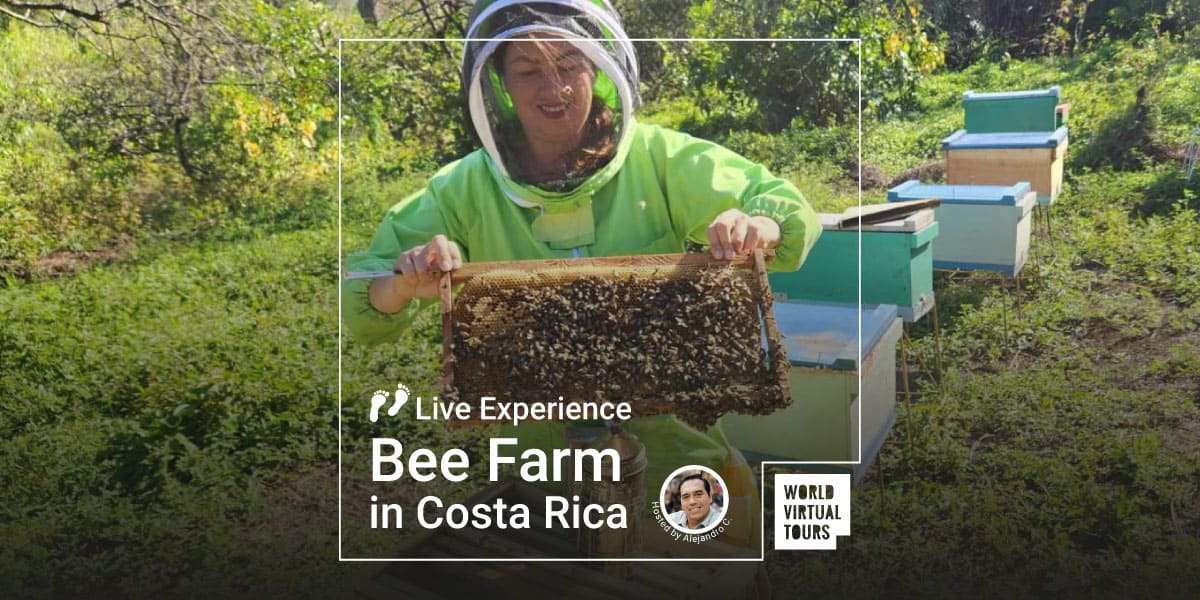 Costa Rican Bee Live Experience - Bee Farm in Costa Rica - World Virtual Tours
