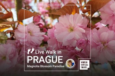 Live Walk in Prague - Magnolia Blossom Paradise