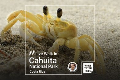 Live Walk in Cahuita National Park - Costa Rica