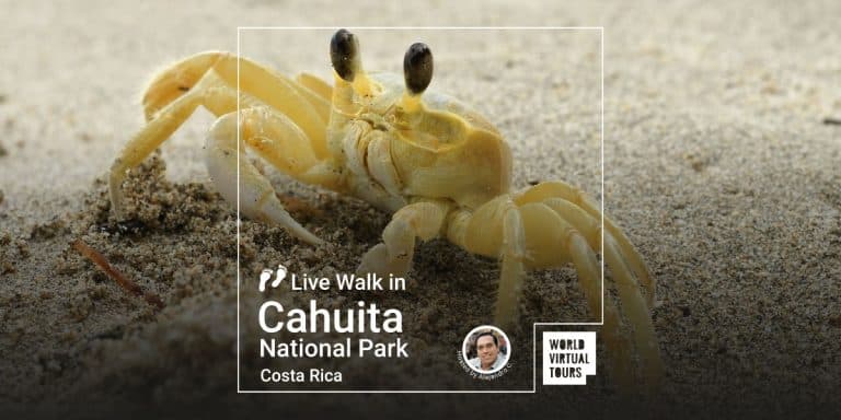 Live Walk in Cahuita National Park - Costa Rica