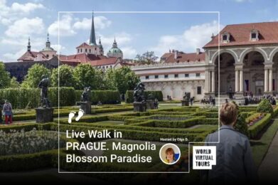 Live Walk in PRAGUE. Magnolia Blossom Paradise