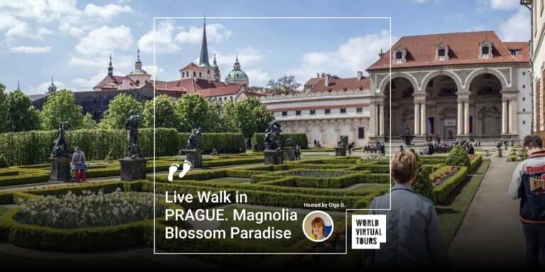 Live Walk in PRAGUE. Magnolia Blossom Paradise