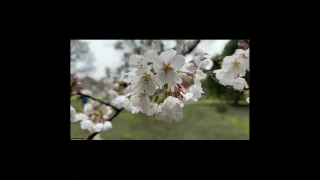 Image for live walk in tokyo cherry blossom viewing april 4th 2025