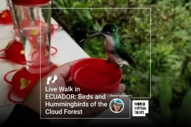 Live Walk in ECUADOR: Birds and Hummingbirds of the Cloud Forest