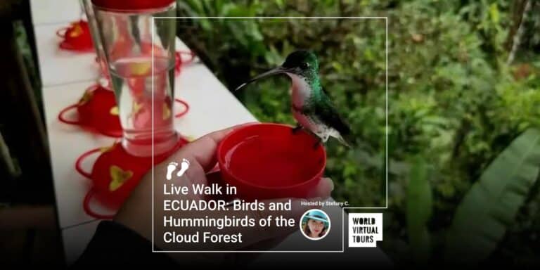 Live Walk in ECUADOR: Birds and Hummingbirds of the Cloud Forest