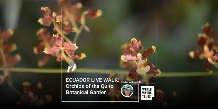 ECUADOR LIVE WALK: Orchids of the Quito Botanical Garden