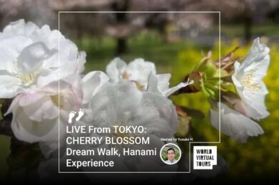 LIVE From TOKYO: CHERRY BLOSSOM Dream Walk, Hanami Experience