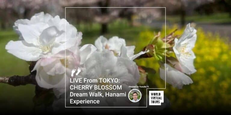 LIVE From TOKYO: CHERRY BLOSSOM Dream Walk, Hanami Experience