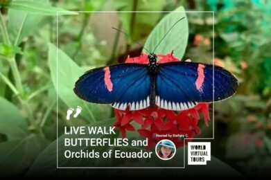 LIVE WALK BUTTERFLIES and Orchids of Ecuador