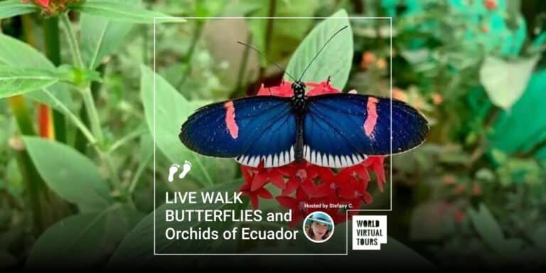 LIVE WALK BUTTERFLIES and Orchids of Ecuador