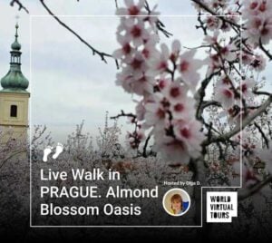 Live walk in prague. Almond blossom oasis