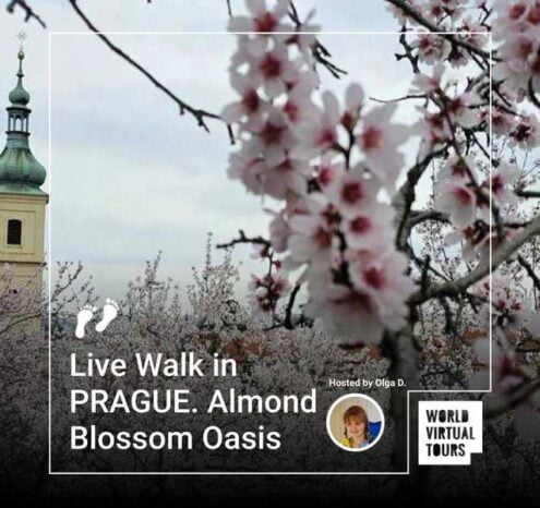Live walk in prague. Almond blossom oasis