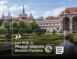 Live walk in prague. Magnolia blossom paradise