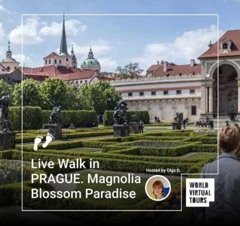 Live walk in prague. Magnolia blossom paradise