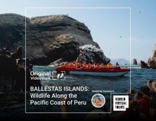 Ballestas islands: wildlife along the pacific coast of peru