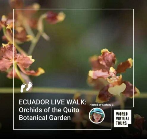 Ecuador live walk: orchids of the quito botanical garden