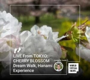 Live from tokyo: cherry blossom dream walk, hanami experience