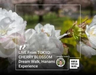 Live from tokyo: cherry blossom dream walk, hanami experience