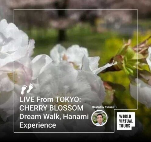 Live from tokyo: cherry blossom dream walk, hanami experience