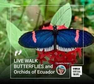 Live walk butterflies and orchids of ecuador