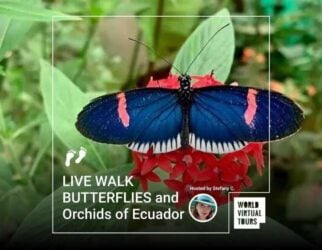 Live walk butterflies and orchids of ecuador