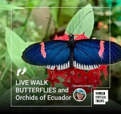 Live walk butterflies and orchids of ecuador