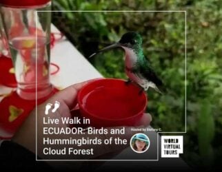Live walk in ecuador: birds and hummingbirds of the cloud forest