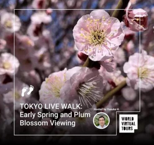 Tokyo live walk: early spring and plum blossom viewing